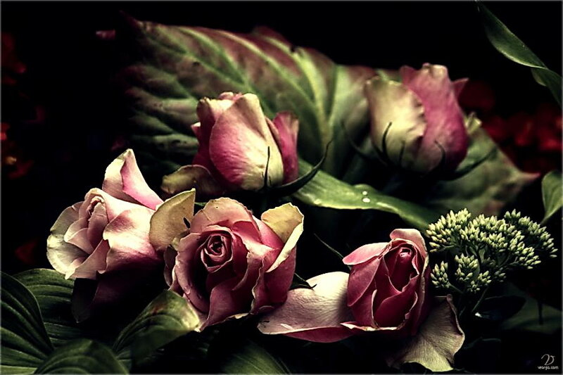 Wilted Pink Roses