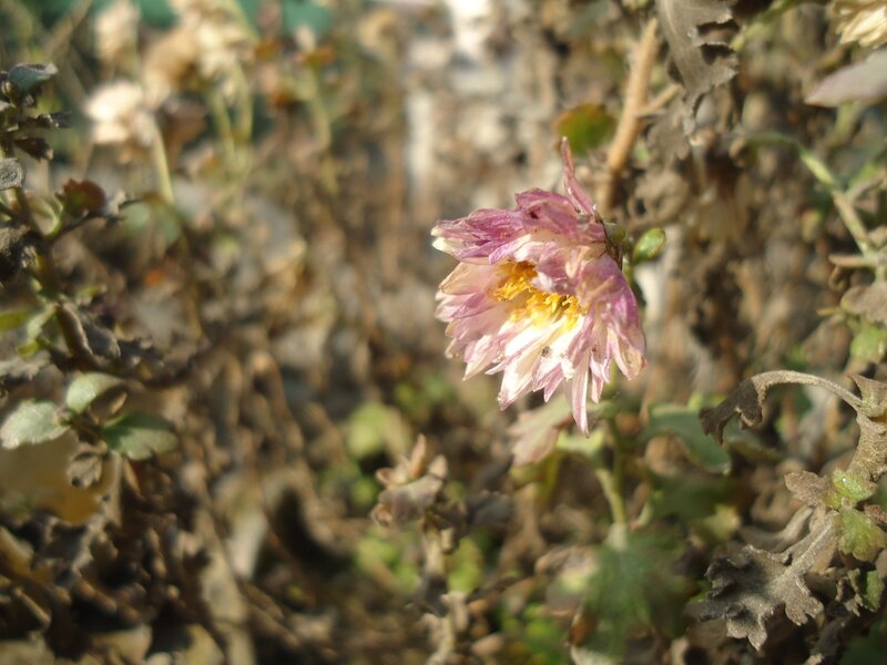 Wilted Purple Flower