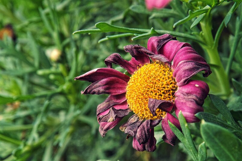 Wilted purple flower with yellow center