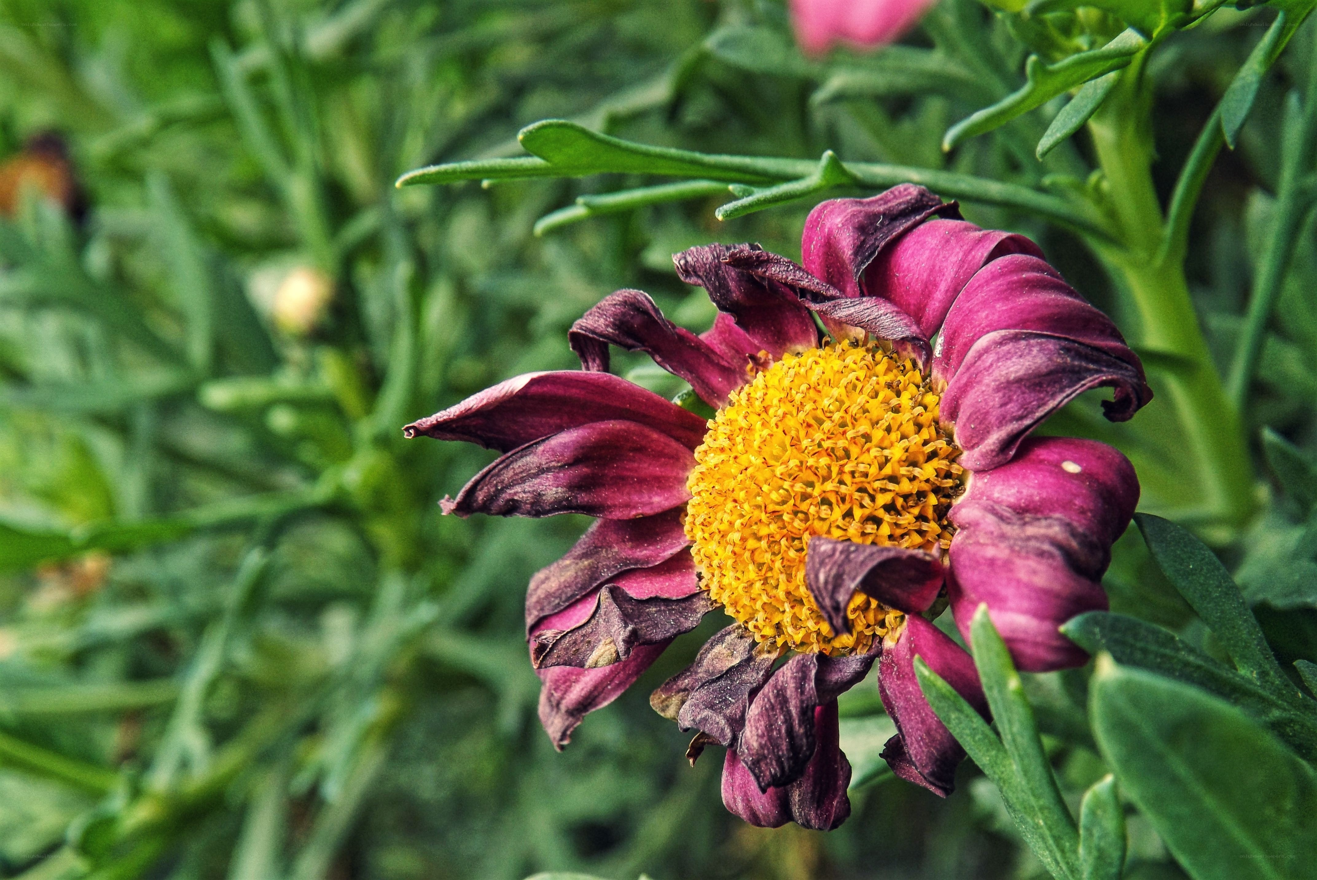 Wilted purple flower with yellow center