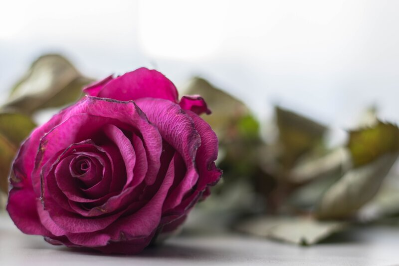 wilted purple rose