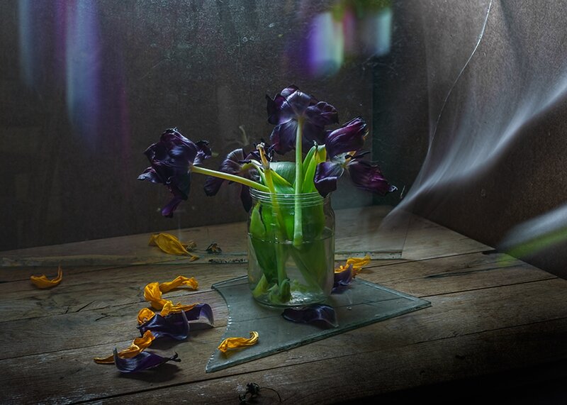 Wilted Purple Tulips