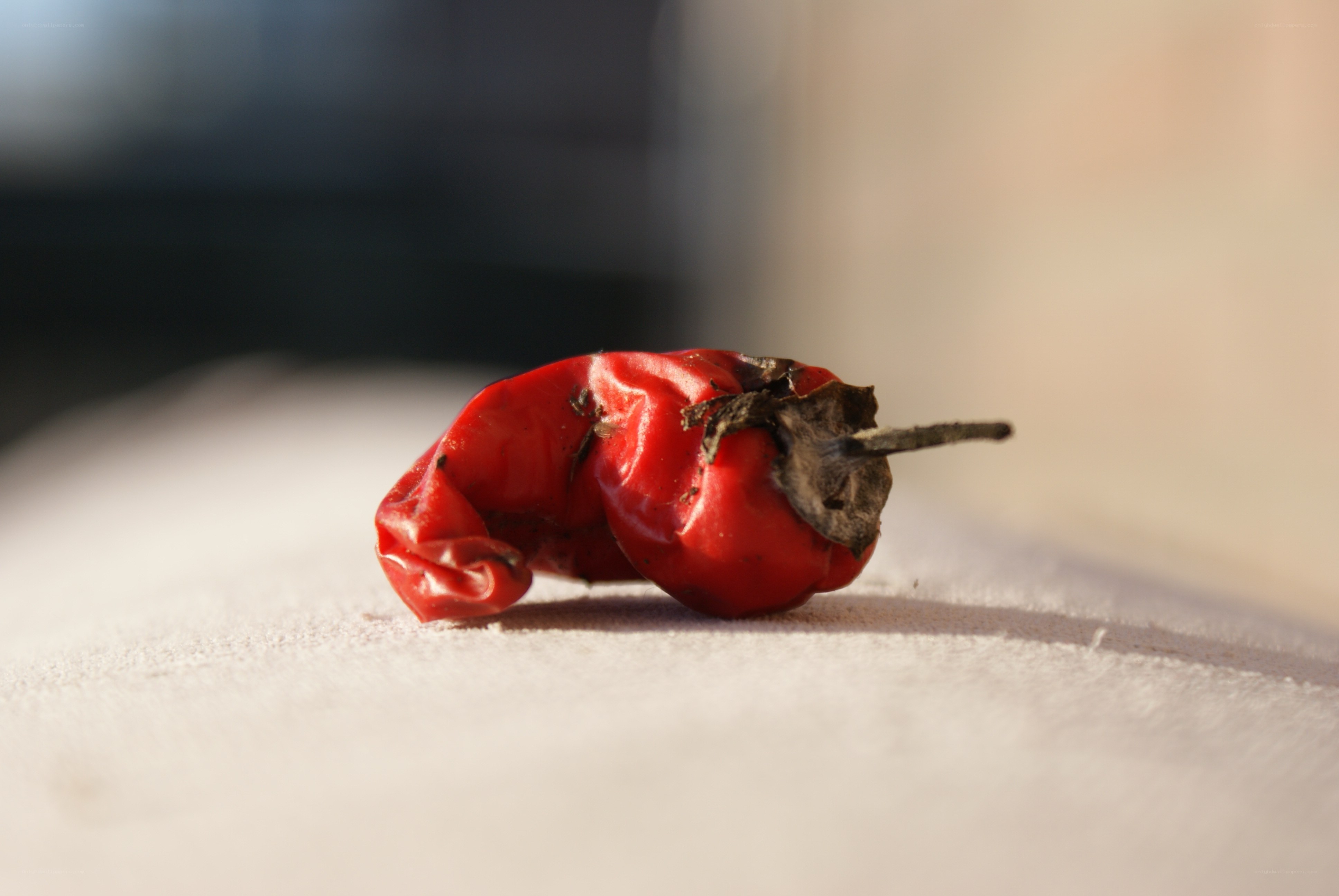 wilted red chili pepper