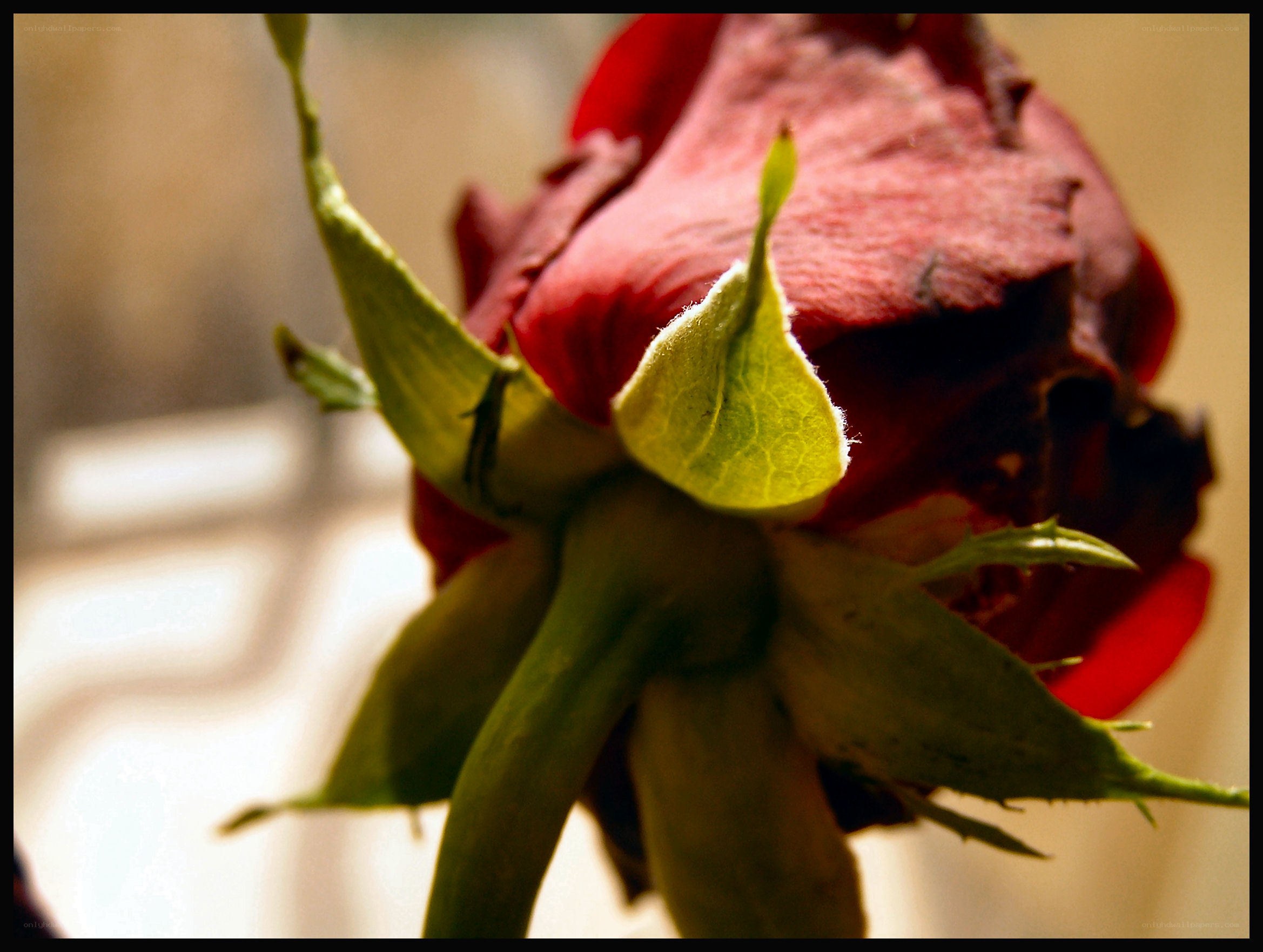 wilted red rose close-up
