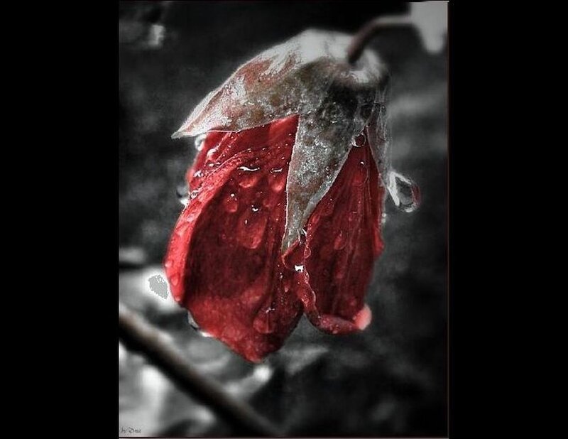 Wilted Red Rose — Dramatic, Photograph