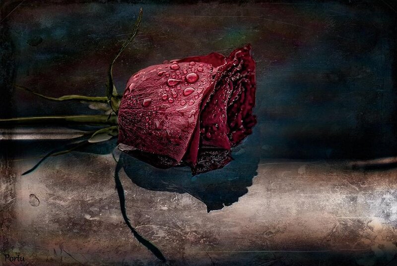 Wilted Red Rose — Dramatic, Photograph, Water Droplets, Stem