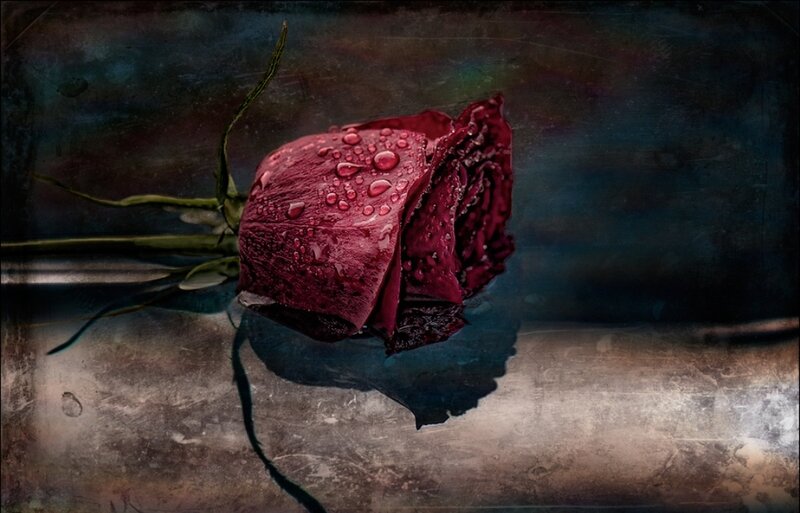 Wilted Red Rose — Dramatic, Photograph, Water Droplets