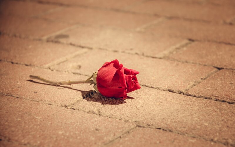 Wilted Red Rose — Melancholic, Afternoon