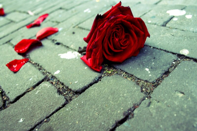 Wilted Red Rose — Melancholic