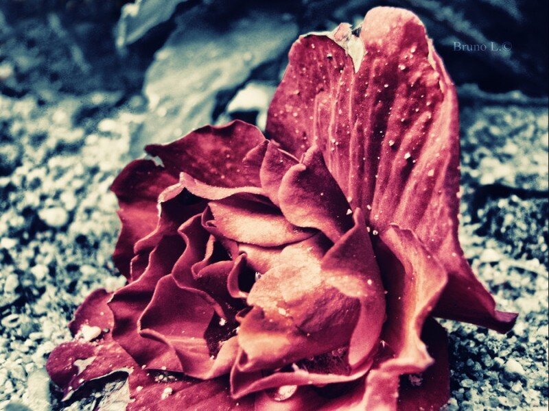 Wilted Red Rose