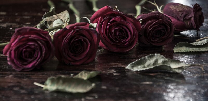 Wilted Red Roses — Somber