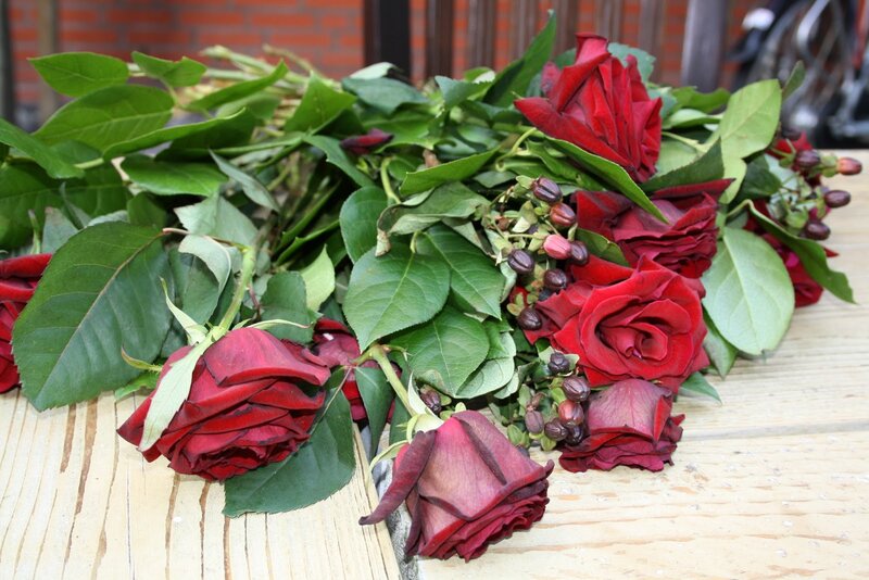 Wilted Red Roses