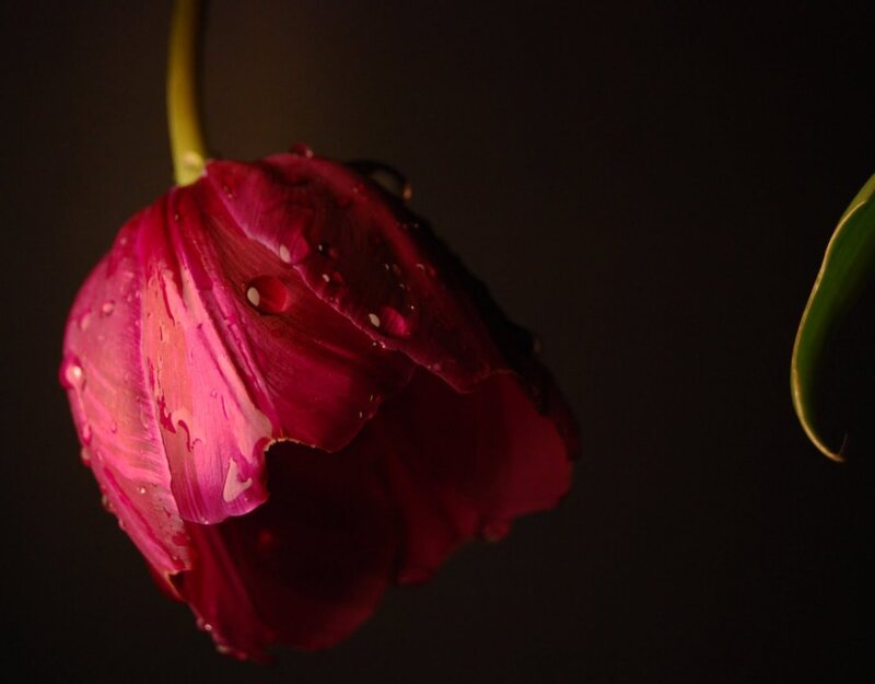 Wilted Red Tulip