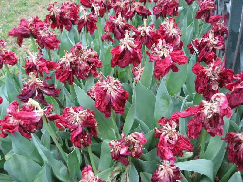 wilted red tulips in garden
