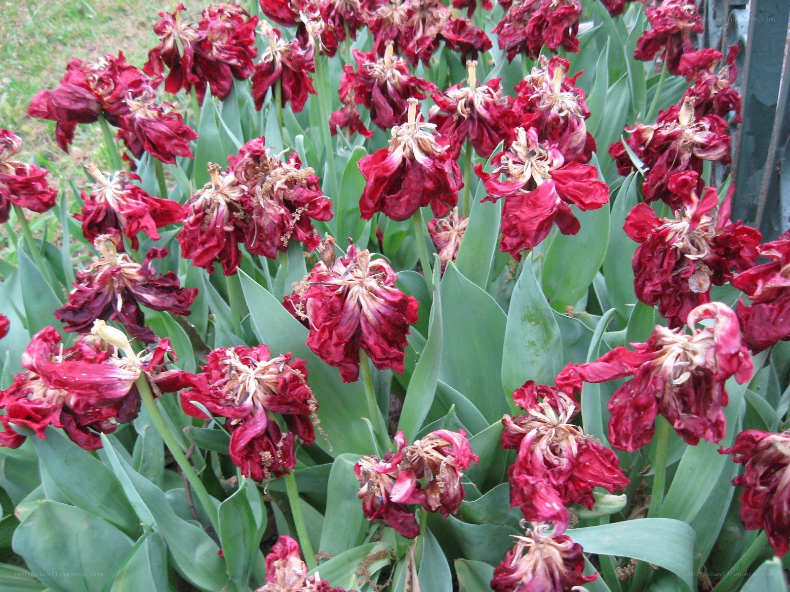wilted red tulips in garden