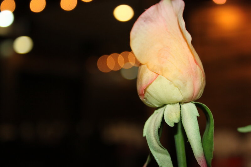 Wilted Rose Bud — Pink