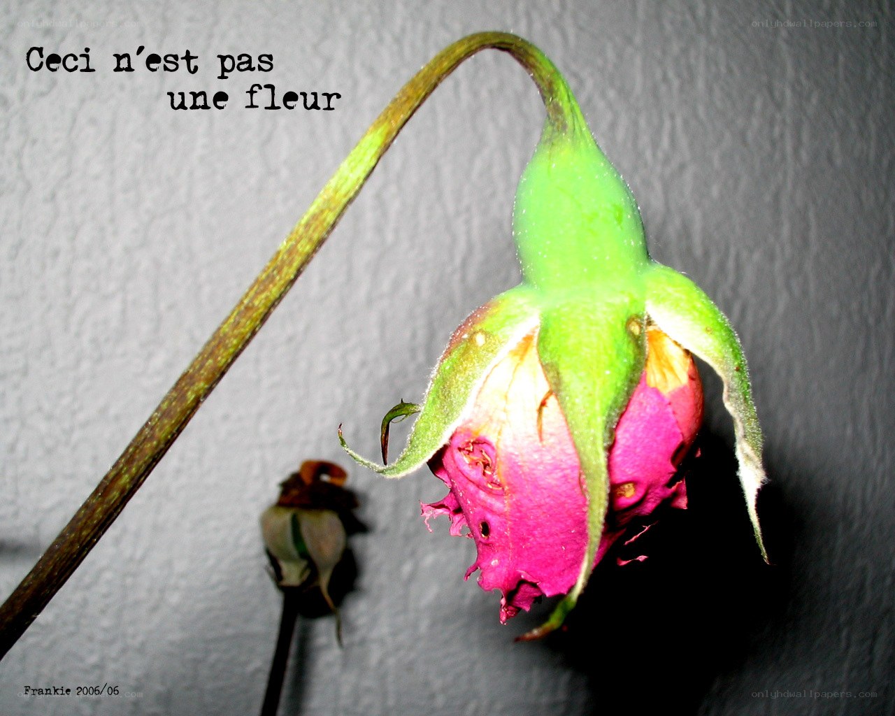 Wilted rose bud