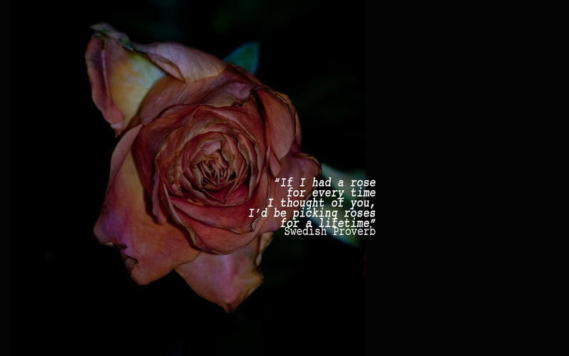 Wilted Rose Flower