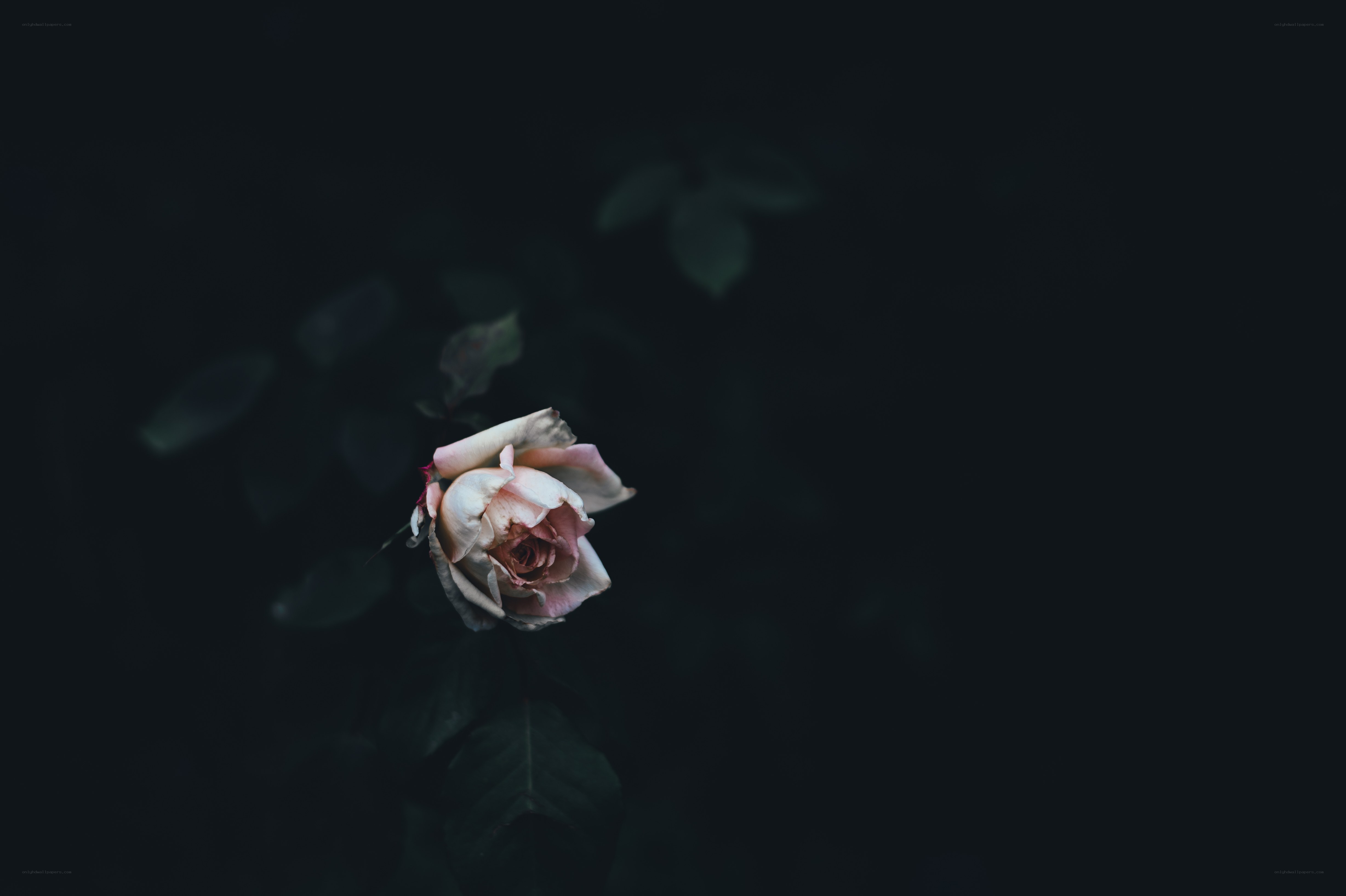 wilted rose in darkness