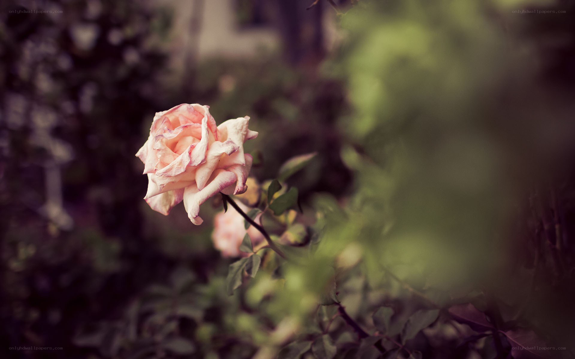 wilted rose in garden