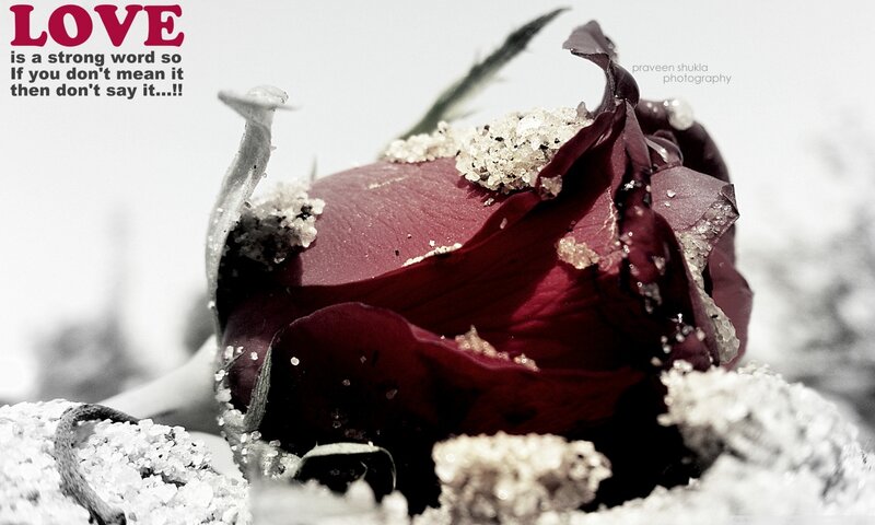 Wilted Rose in Sand