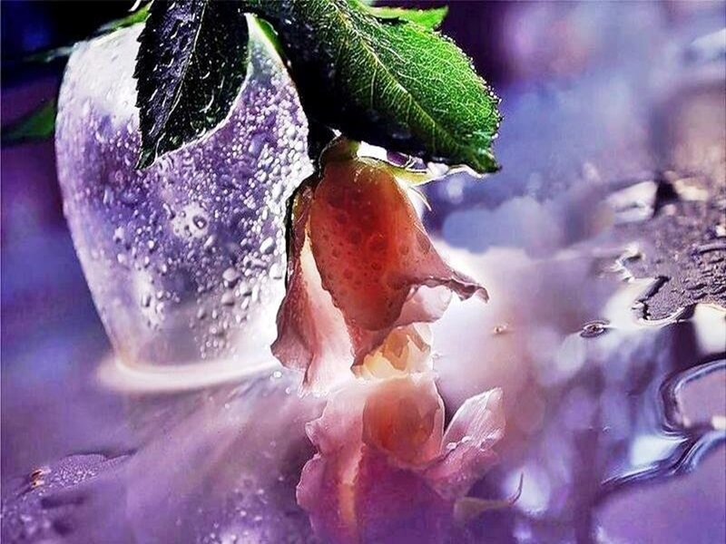 Wilted Rose in Vase