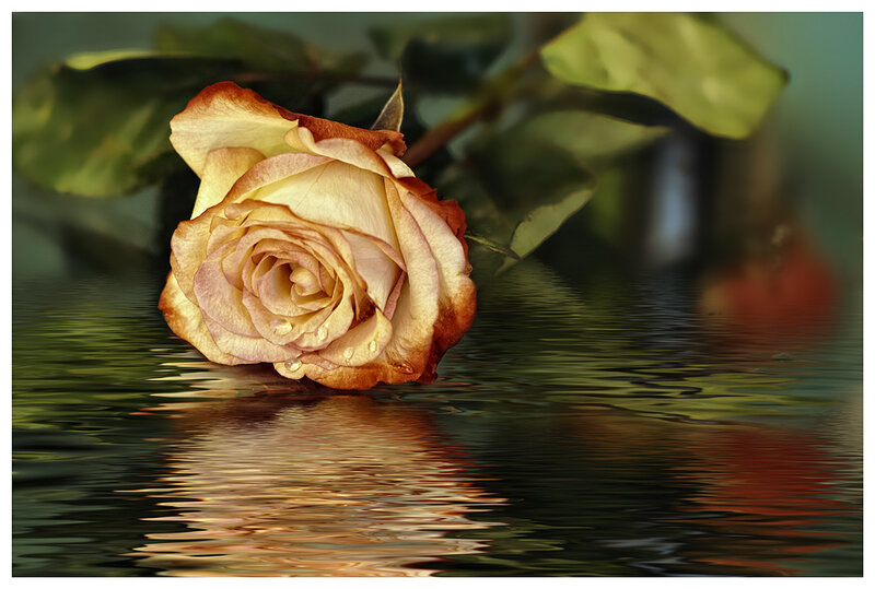 Wilted Rose in Water — Brown