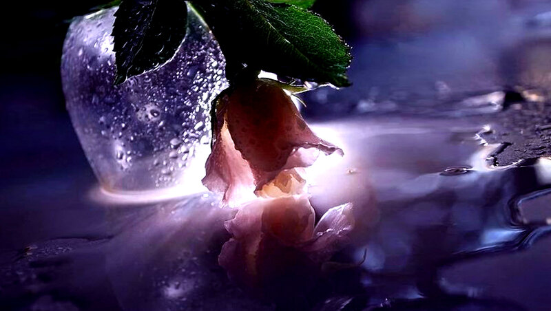 Wilted Rose in Water — Purple, Dramatic