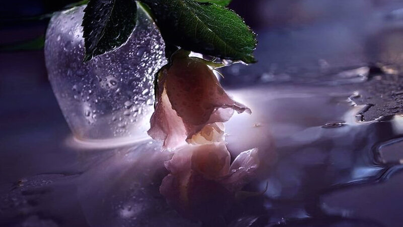 Wilted Rose in Water — Purple