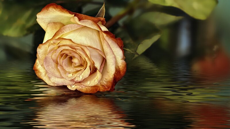 Wilted Rose in Water — Yellow, Serene