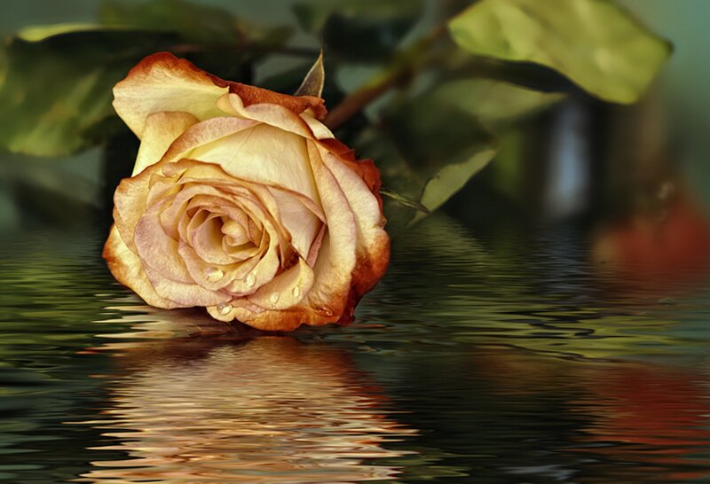 Wilted Rose in Water — Yellow