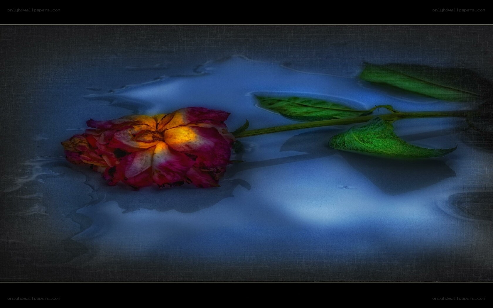 Wilted rose in water