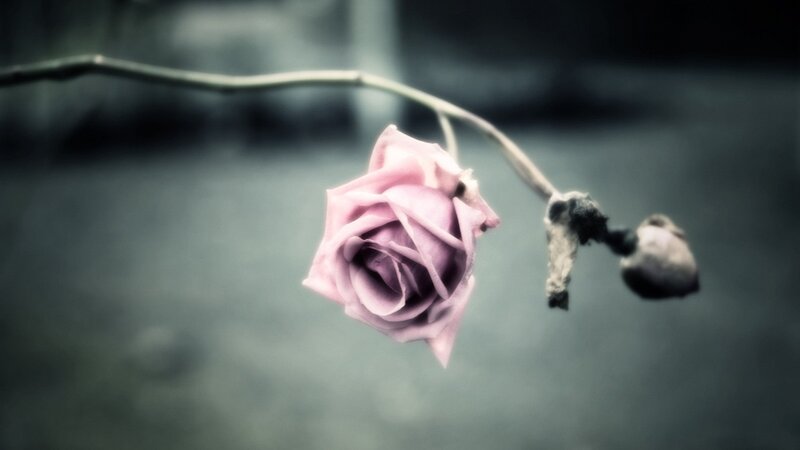 wilted rose on a branch