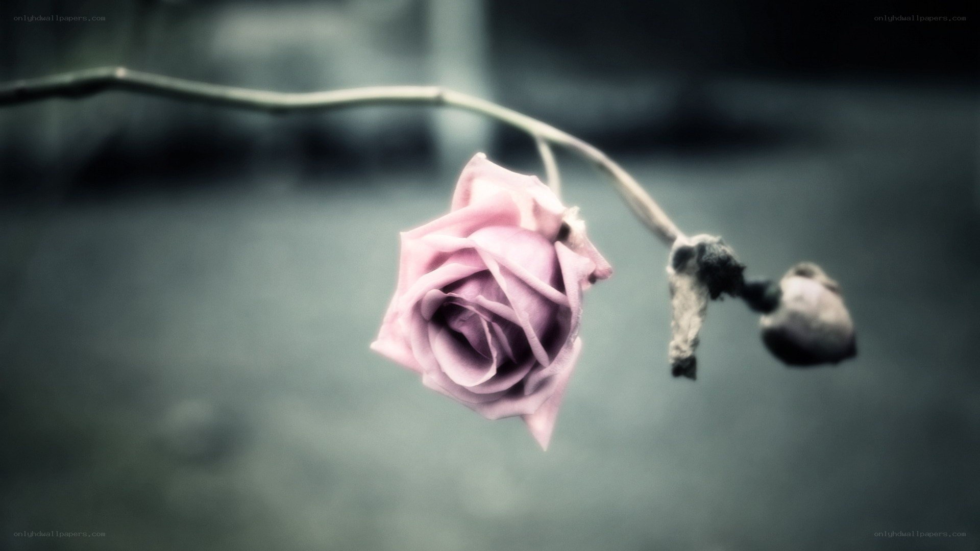 wilted rose on a branch