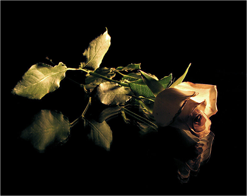 Wilted Rose on Black