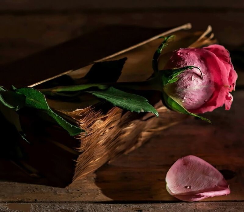 Wilted Rose on Book