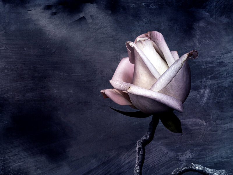Wilted Rose on Dark Background
