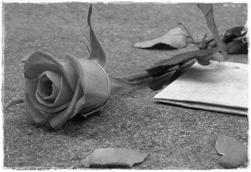 Wilted Rose on Ground — Black