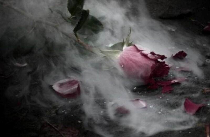 Wilted Rose on Ground — Pink