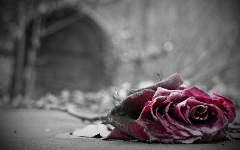 Wilted Rose on Ground — Red