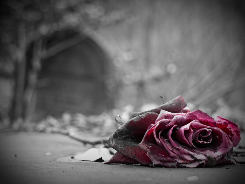 Wilted Rose on Ground