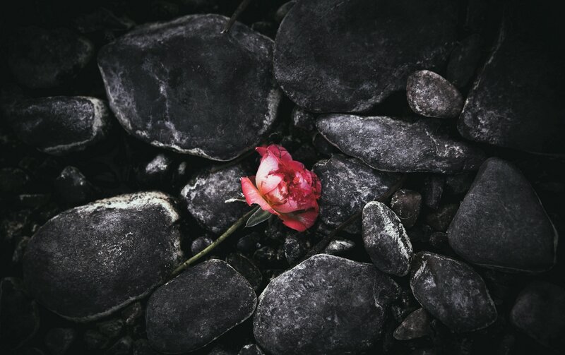 Wilted Rose on Rocks