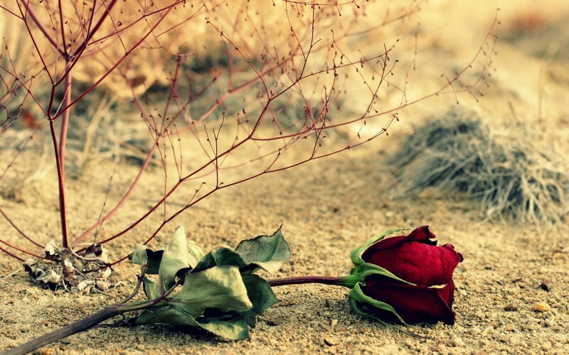 Wilted Rose on Sand