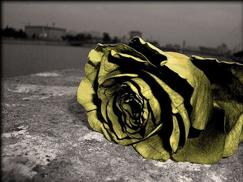 wilted rose on stone