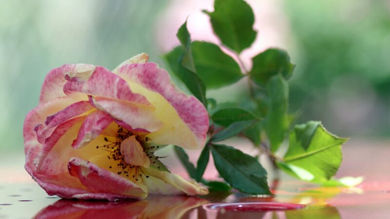 Wilted Rose on Surface — Pink, Calm