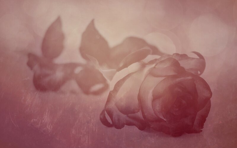 Wilted Rose on Surface — Pink