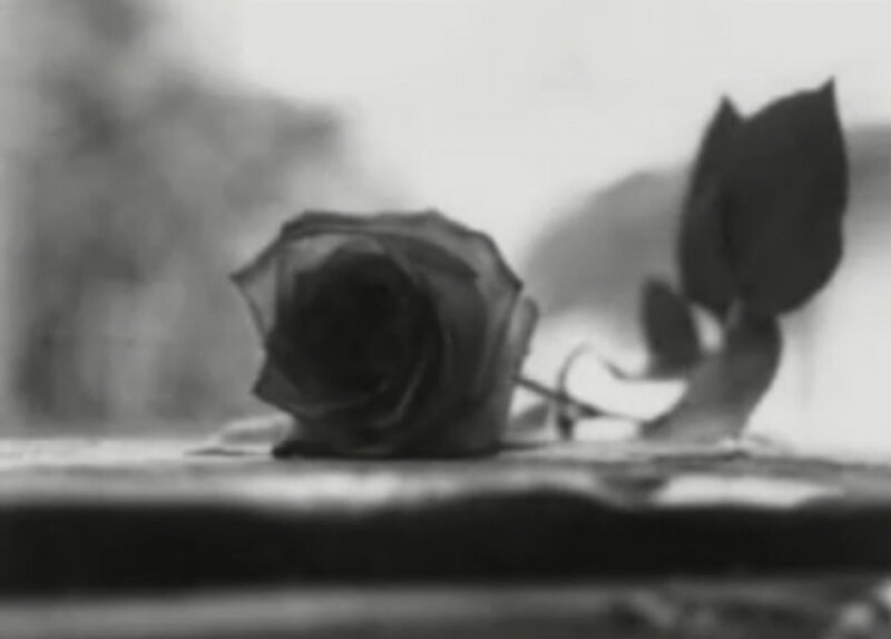 Wilted Rose on Surface