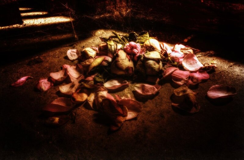 Wilted Rose Petals