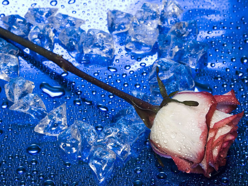Wilted Rose with Ice — Blue, Dramatic, Photograph