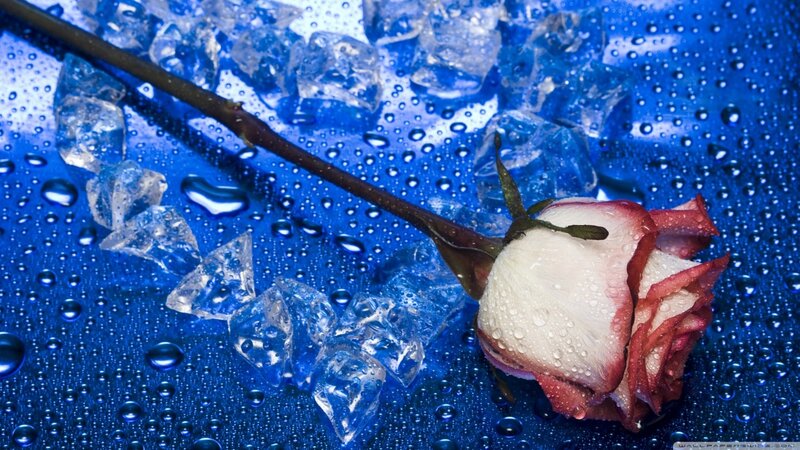 Wilted Rose with Ice — Blue